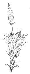 Encalypta rhaptocarpa, habit with capsule. Drawn from A.J. Fife 10283, CHR 483503.
 Image: R.C. Wagstaff © Landcare Research 2014 